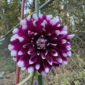 Mystery Day Dahlia Cutting Available 4/1
