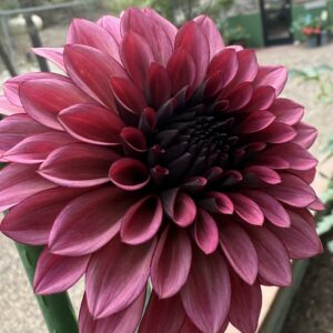 Night Silence Cutting available 4/1