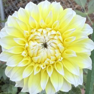 Korb Hy-Light OUT OF STOCK