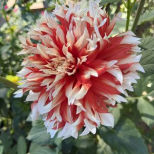 KA’s Peppercorn OUT OF STOCK