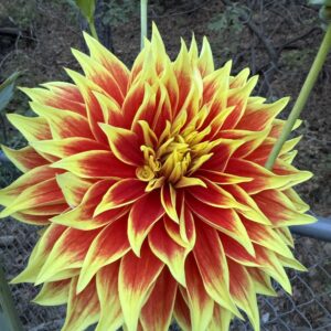 Ketchup and Mustard OUT OF STOCK