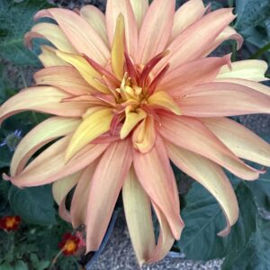 BQ Pumpkin OUT OF STOCK