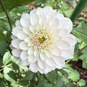 Last Dance OUT OF STOCK