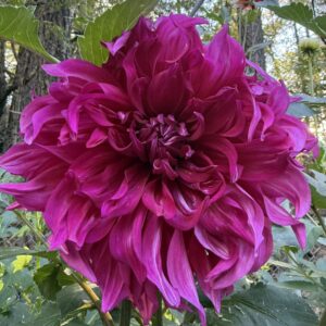 Purple Taiheijo Cutting Available 4/1/26