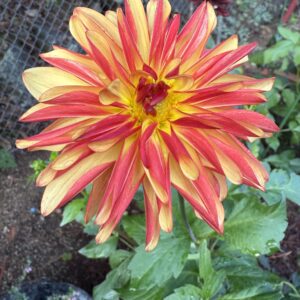 Crazy Legs OUT OF STOCK