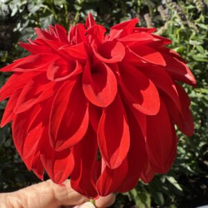 American Beauty OUT OF STOCK