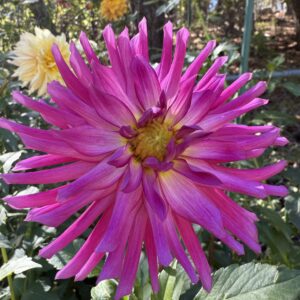 Beep Beep Cutting available 4/1