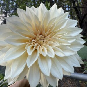 Cafe Au Lait Cutting Available 4/1/2026