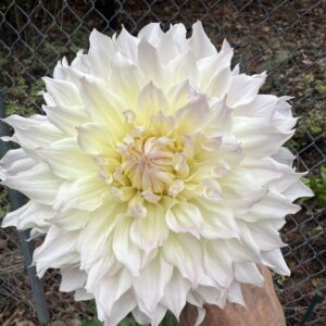 KA’s Cloud OUT OF STOCK