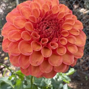 Valley Rust Bucket Cutting Available 4/1/2026