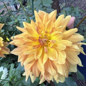 Canby Crazy OUT OF STOCK