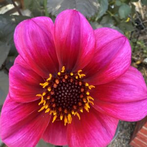 Bloomquist Rich Color