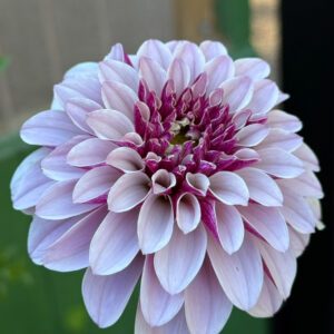 Salish Twilight Girl