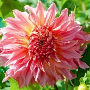 Penhill Watermelon - OUT OF STOCK