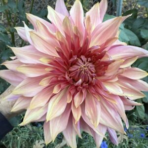 Penhill Dark Monarch OUT OF STOCK