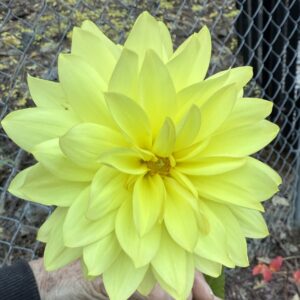 Keith H - OUT OF STOCK