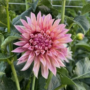 Cafe De Paris Cutting Available 4/1/2026